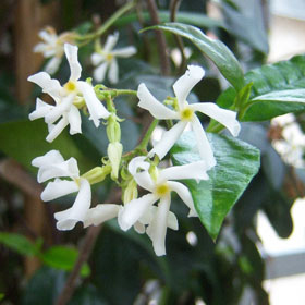 mur fleuri_jasmin etoile_fleur3