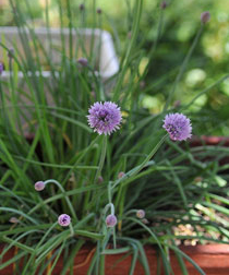 ciboulette-pot2-plantes-aromatiques