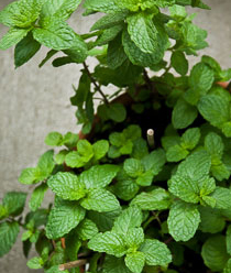 menthe-pot2-plantes-aromatiques