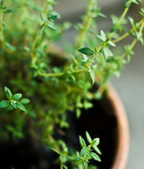 thym-pot2-plantes-aromatiques