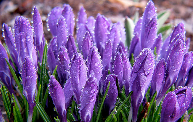 jardinier gestes février