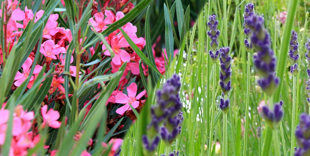 laurier-rose-lavande