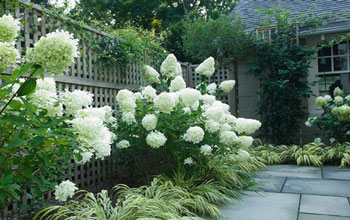 couleurs-au-jardin-blanc-vert350