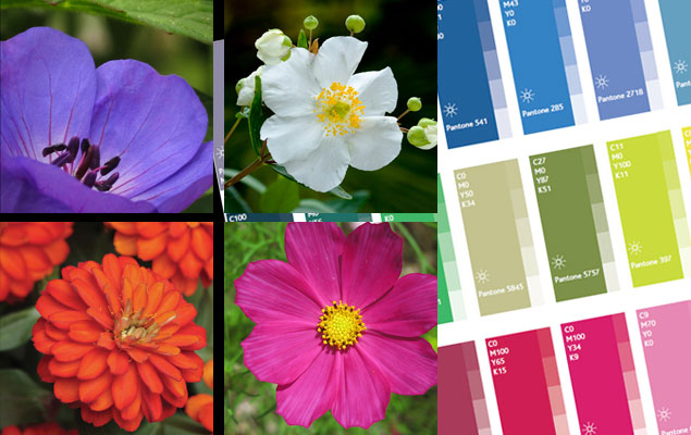 couleurs-au-jardin-harmonie-couleurs