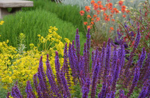 couleurs-plantes-au-jardin300