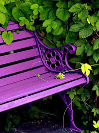 couleurs-radiant-orchidee