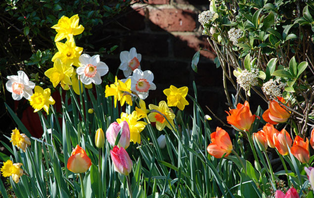 conseils jardinage mars