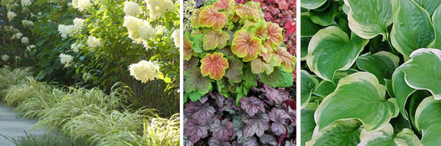 terrasse-au-nord-plantes