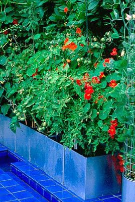 Jardin-potager-bac-colore