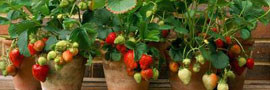 Jardin-potager-fraisiers