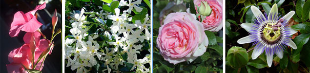 coin-repas-senteurs-fleurs