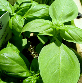 fines-herbes-basilic