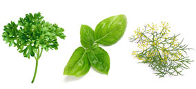 fines-herbes-persil-aneth-basilic