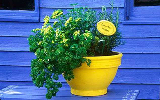fines-herbes-pot