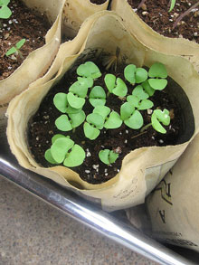 fines-herbes-semis-basilic