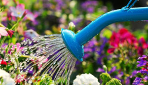 conseils-jardin-avril-arrosage-plante