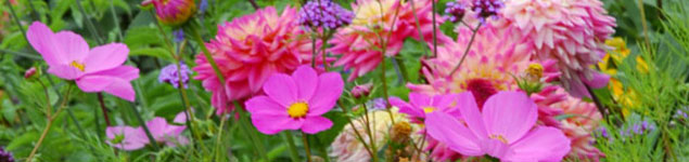 conseils-jardin-avril-fleurs-annuelles