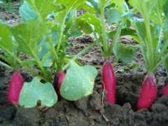 conseils-jardin-avril-radis