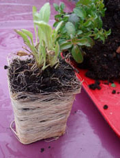 conseils-jardin-avril-vivace-en-godet