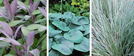 jardin-bleu-feuillage-berberis-fetuque-hosta