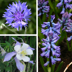 jardin-bleu-fleurs-ancolie-bleuet-jacinthe