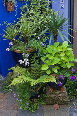 jardin-bleu-mauve2-2