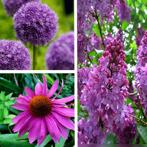 jardin-mauve-fleurs-allium-echina-liatris2