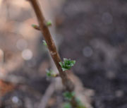 bien-tailler-bourgeon