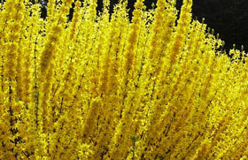 bien-tailler-forsythia