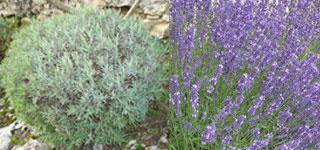 bien-tailler-lavande2