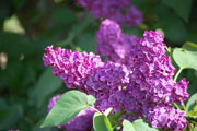 bien-tailler-lilas-aere