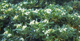 bien-tailler-pittosporum