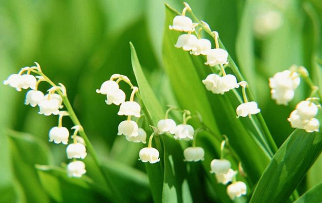 gestes-jardinage-mai-muguet