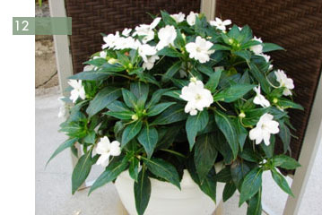 potee-fleurie-12-impatiens-de-guinee2