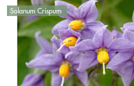 Plantes-grimpantes-solanum-crispum