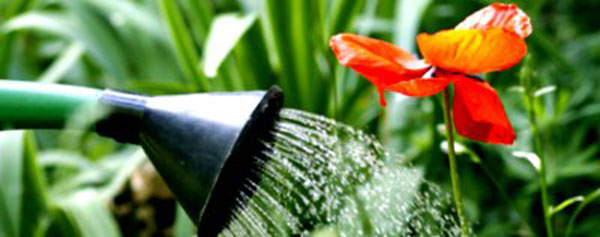 arrosage-facile-le-bon-moment