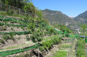 petits-potagers-andorre-cerisiers