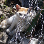 petits-potagers-andorre-chats