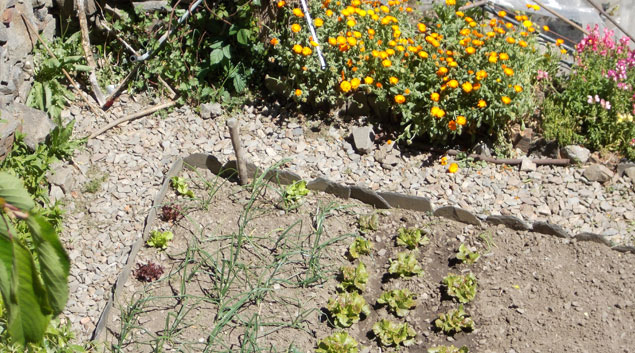 petits-potagers-andorre-salade-soucis
