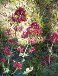 petits-potagers-andorre-valeriane2