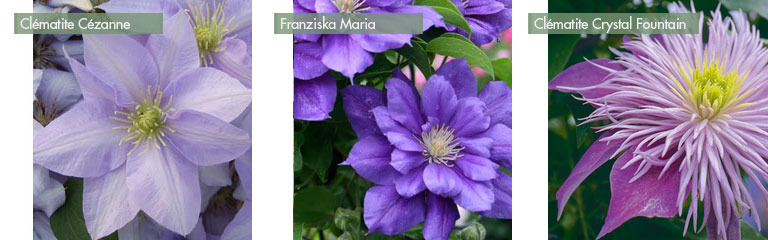 plantes-grimpantes-clematite-en-bacs