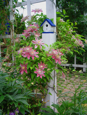 plantes-grimpantes-clematite-josephine