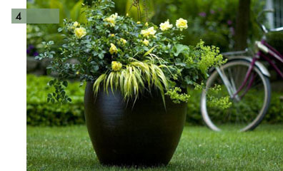 potee-fleurie-4-rosier-paysager-alchemilles