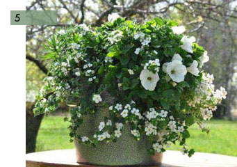 potee-fleurie-5-petunia-blanc-bacopa