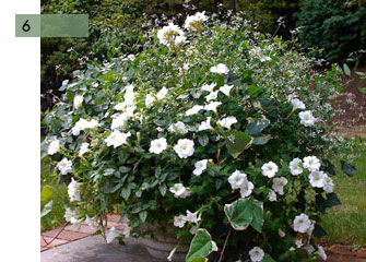 potee-fleurie-6-geranium-lierre-amier