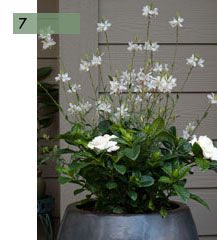 potee-fleurie-7-gardenia-gaura-blanc