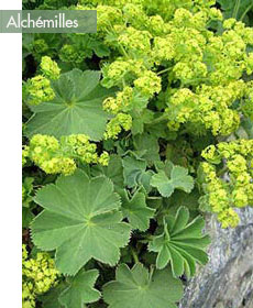 terrasse-a-l'est-alchemile-2