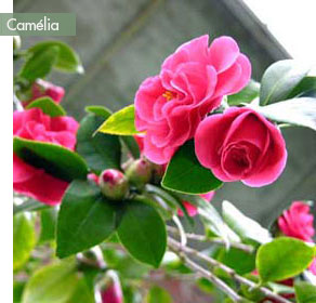 terrasse-a-l'est-camelia-2