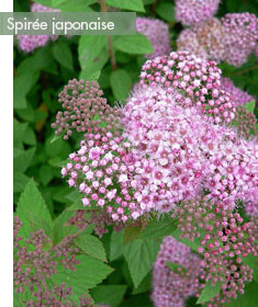 terrasse-a-l'est-spiree-japonaise-2