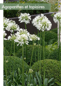 terrasse-a-l'est-topiaires-agapanthes-2
